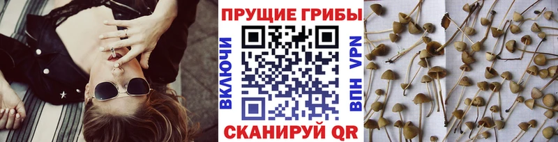 Галлюциногенные грибы ЛСД  блэк спрут ONION  Кызыл 